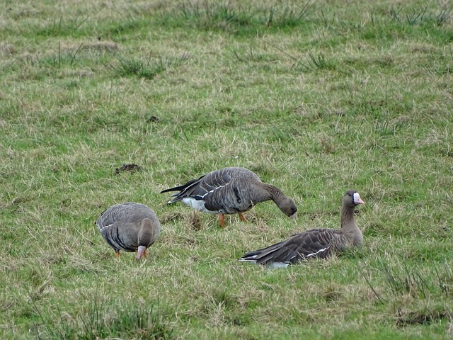 老鹰三新援淘到宝？勒韦尔&曼恩替补各砍15分 尼昂11分5板.