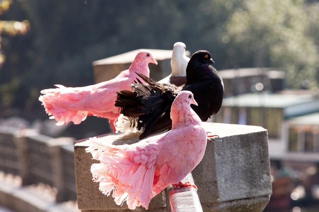 世界最佳足 世界最佳足