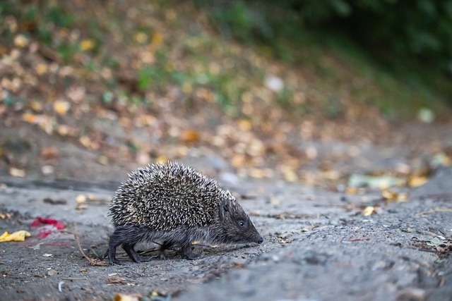 他能否通过 他能否通过
